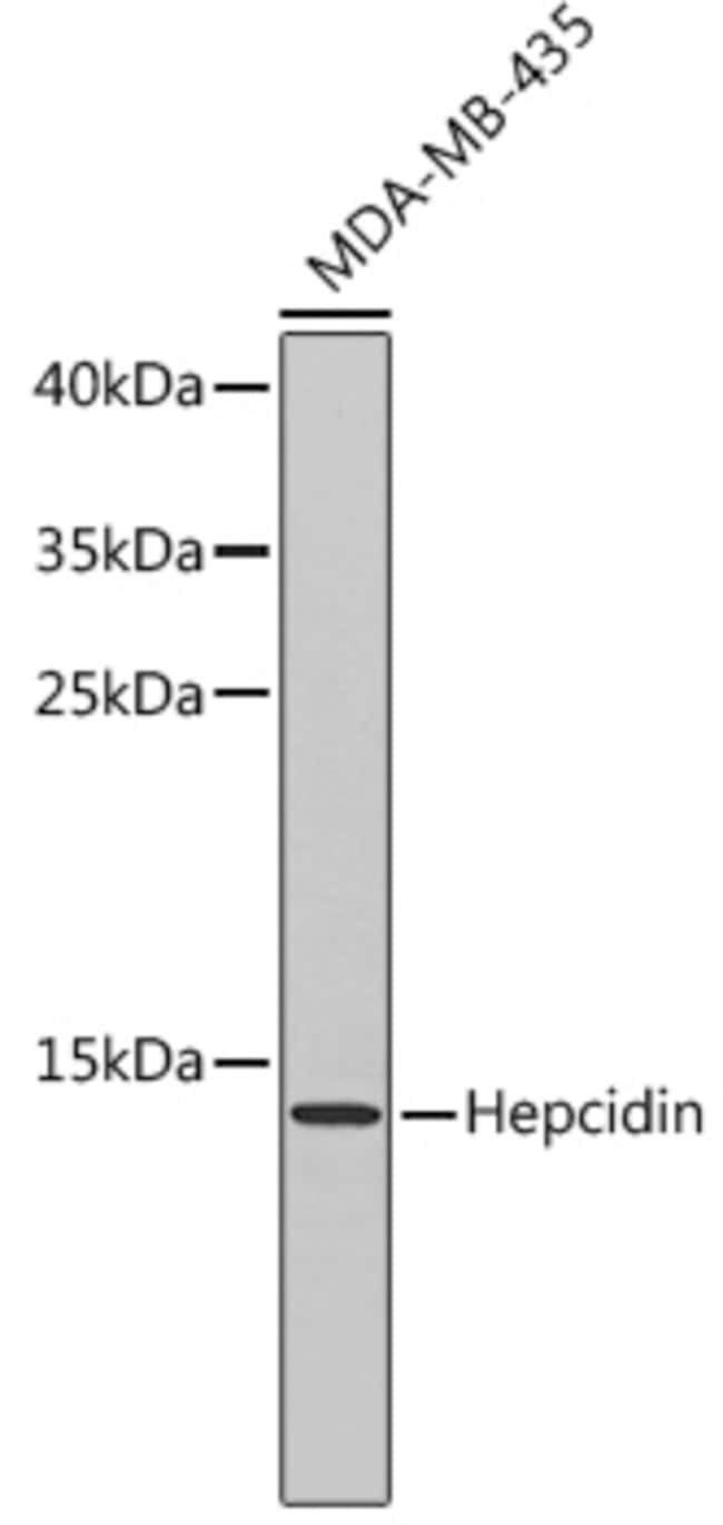 100UL HAMP ANTIBODY 100 ul