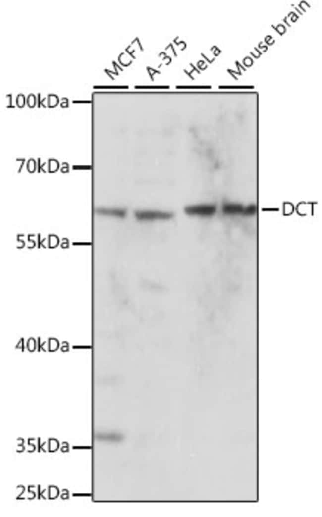 100UL DCT ANTIBODY 100 ul