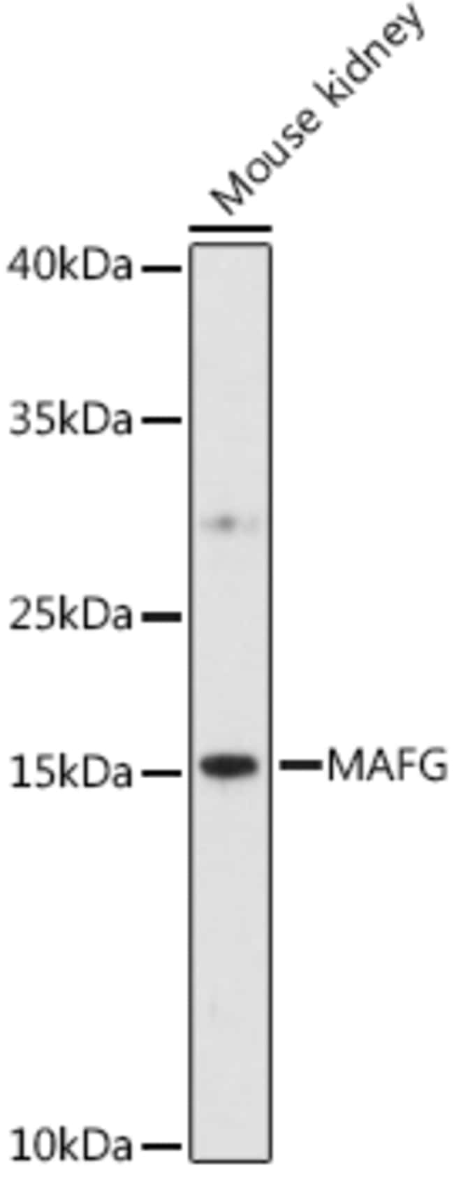 100UL MAFG ANTIBODY 100 ul