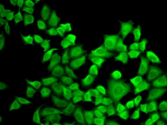 100UL DHFR ANTIBODY 100 ul