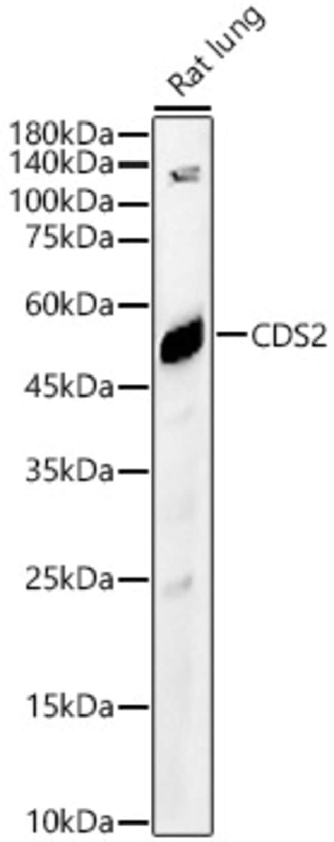 100UL CDS2 ANTIBODY 100 ul