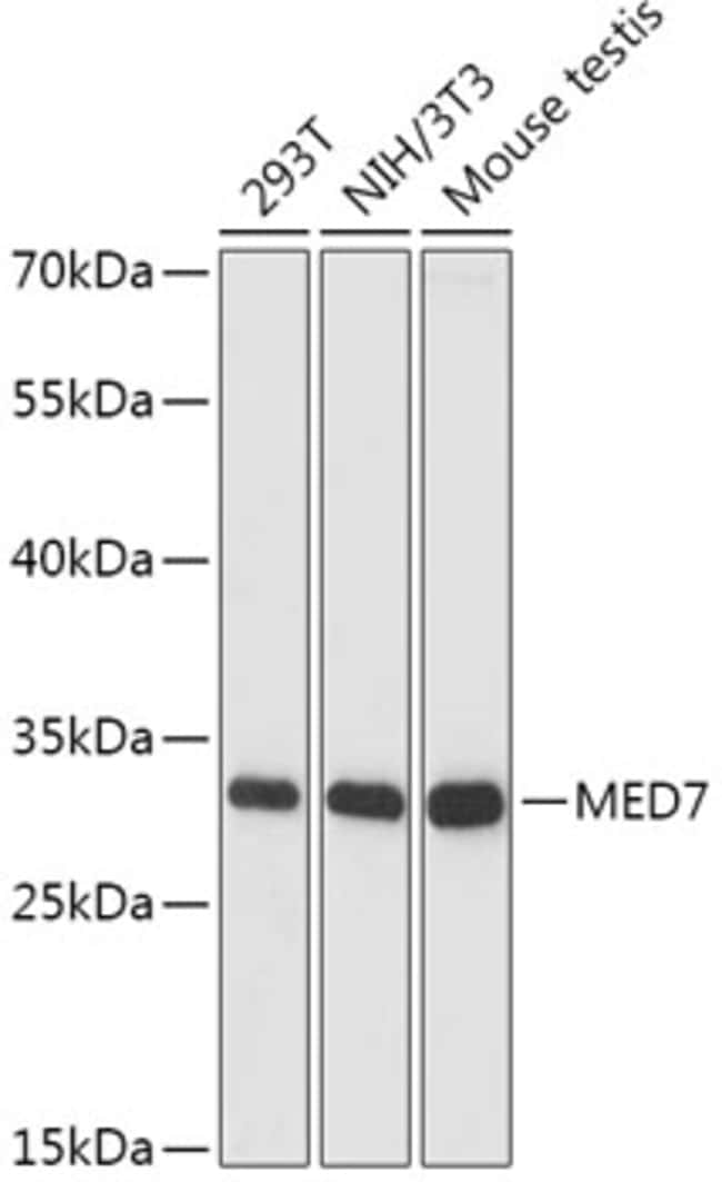 100UL CRSP9 ANTIBODY 100 ul