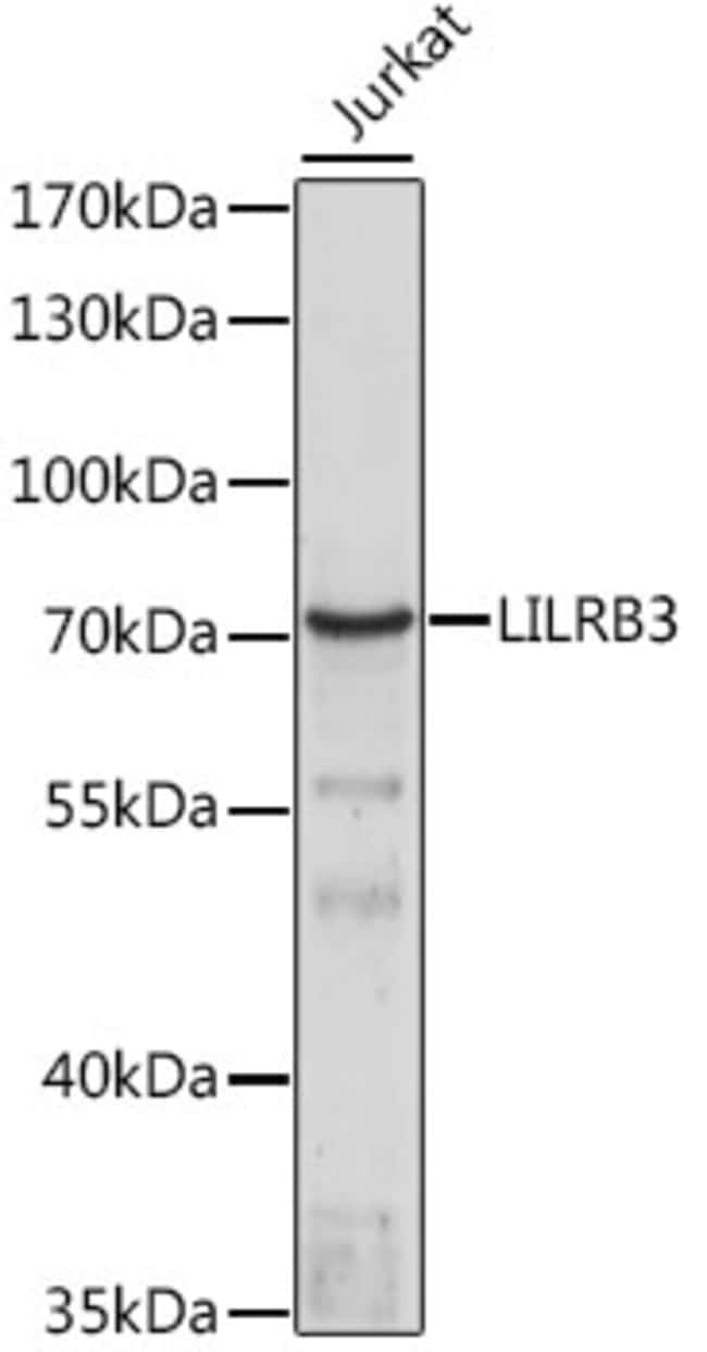 100UL LILRB3 ANTIBODY 100 ul
