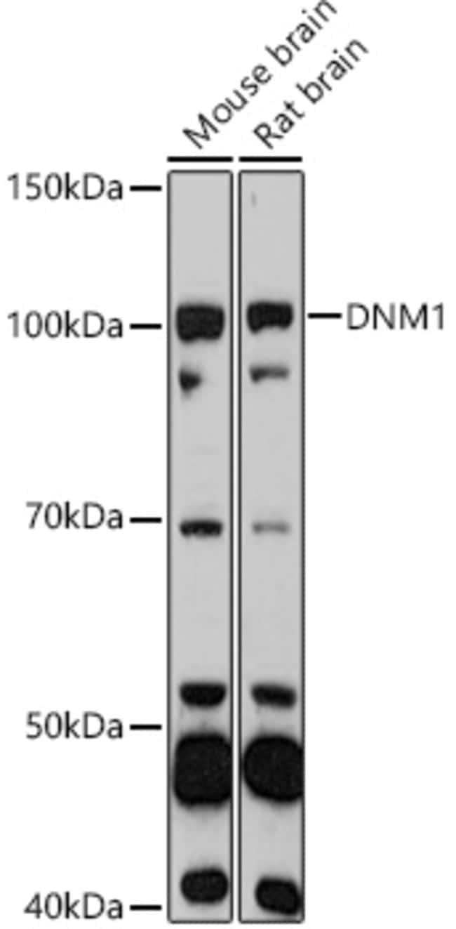 100UL DYNAMIN 1 ANTIBODY 100 ul