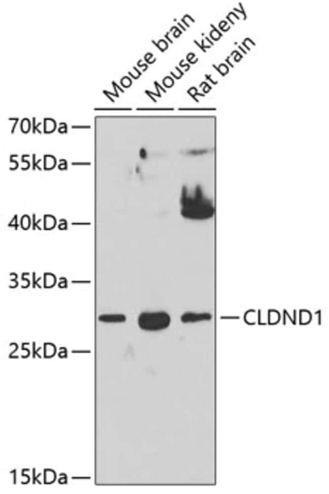 100UL CLDND1 ANTIBODY 100 ul