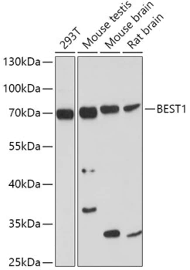 100UL BESTROPHIN 1 ANTIBODY 100 ul