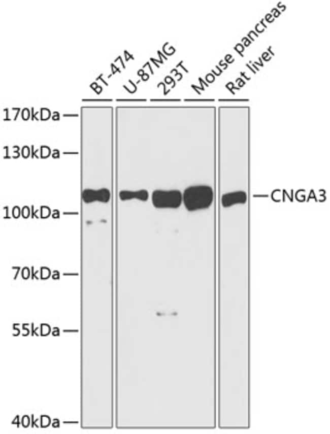 100UL CNGA3 ANTIBODY 100 ul