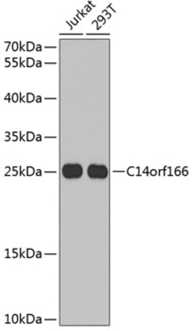 100UL C14ORF166 ANTIBODY 100 ul