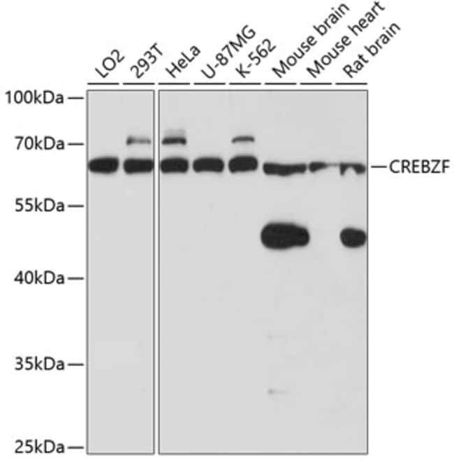 100UL CREBZF ANTIBODY 100 ul