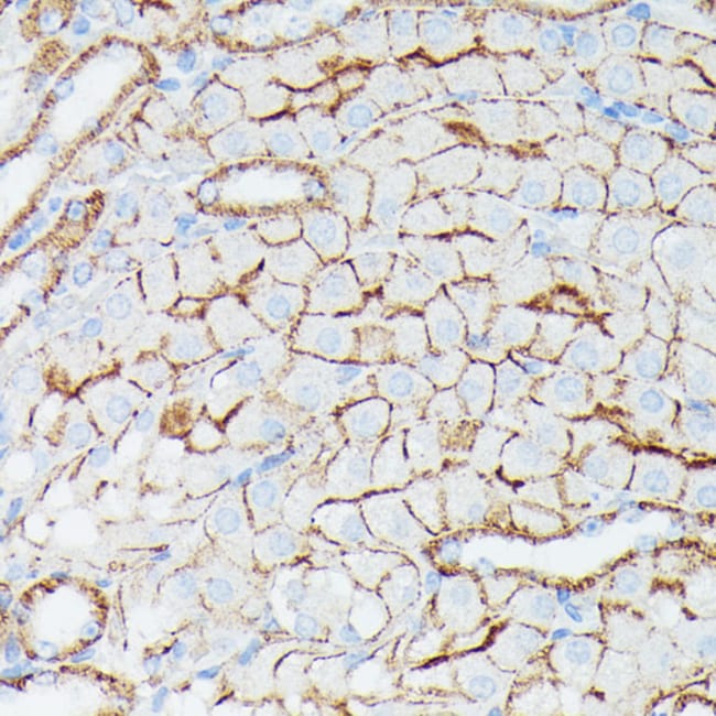 100UL IFITM1 ANTIBODY 100 ul