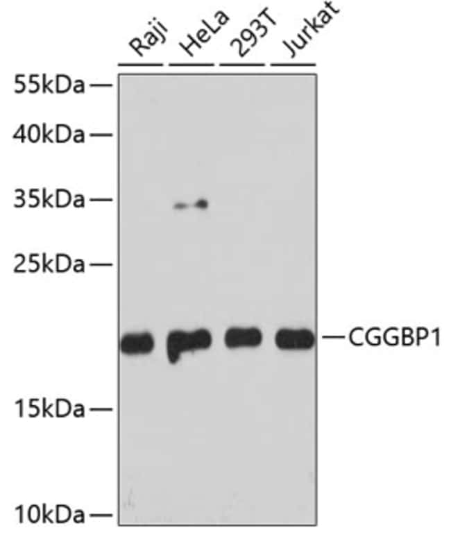 100UL CGGBP1 ANTIBODY 100 ul