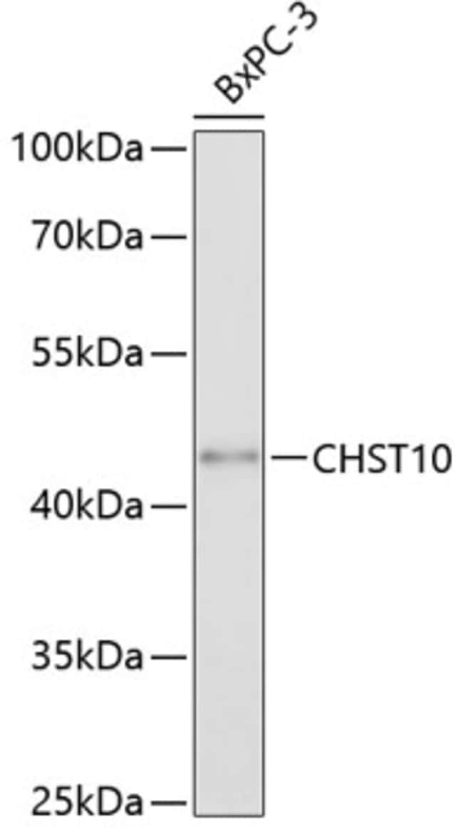 100UL CHST10 ANTIBODY 100 ul