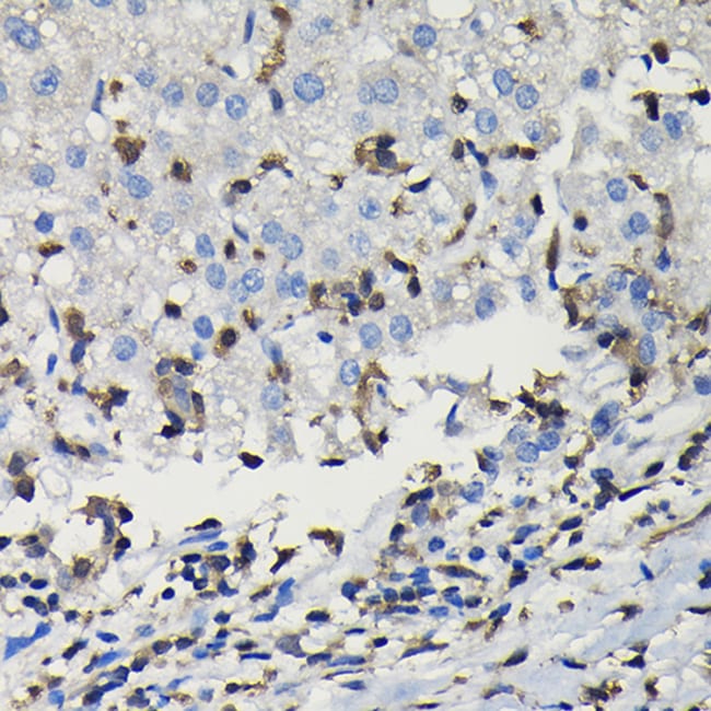100UL COTL1 ANTIBODY 100 ul