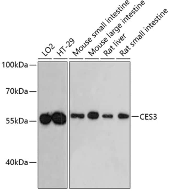 100UL CES3 ANTIBODY 100 ul