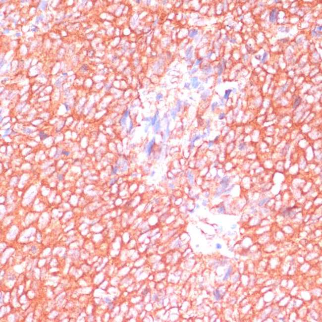 100UL MOB4 ANTIBODY 100 ul