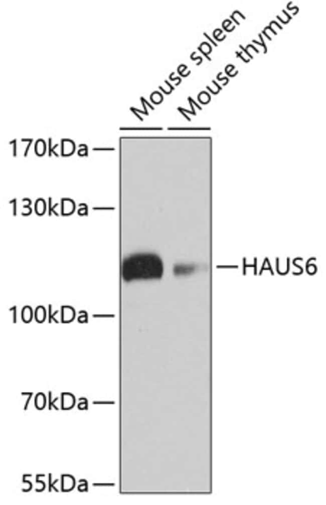 100UL HAUS6 ANTIBODY 100 ul