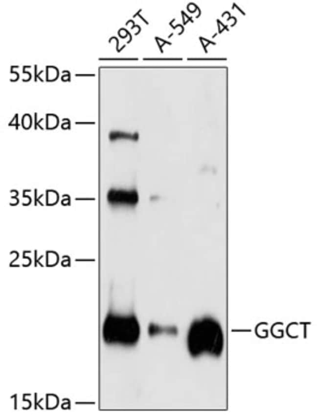 100UL GGCT ANTIBODY 100 ul
