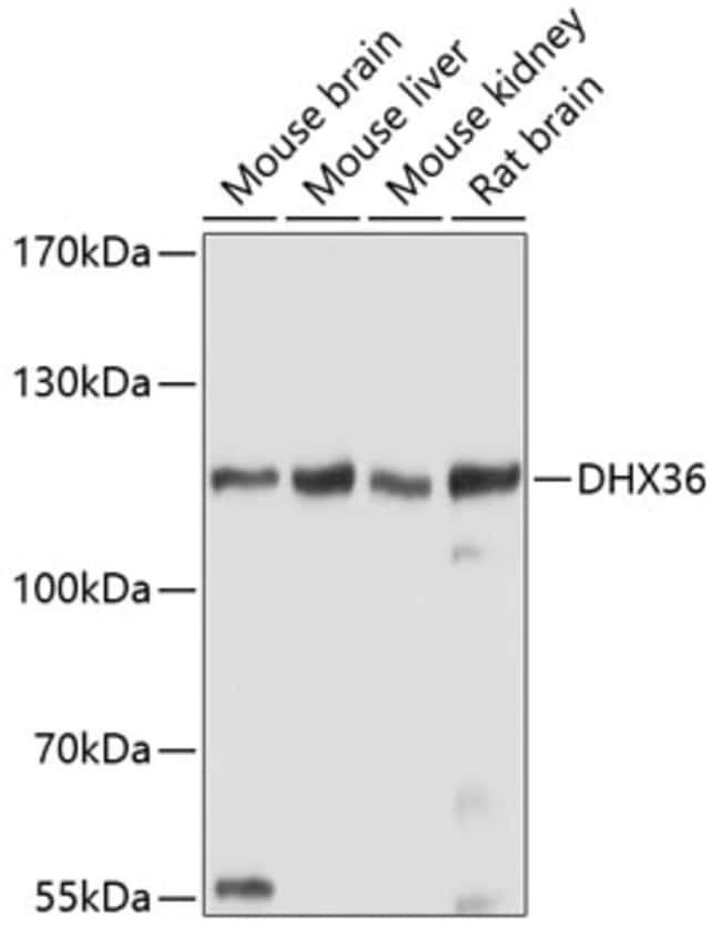 100UL DHX36 ANTIBODY 100 ul