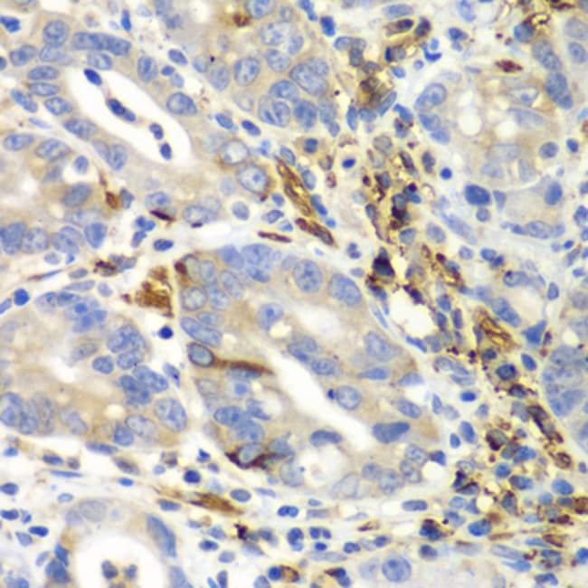 100UL EMAP II ANTIBODY 100 ul