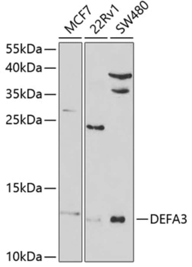 100UL DEFENSIN ALPHA-3 ANTIBODY 100 ul