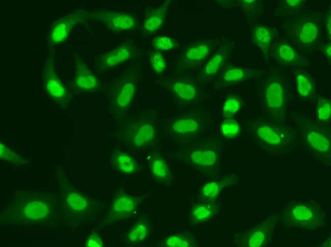 100UL APRATAXIN ANTIBODY 100 ul