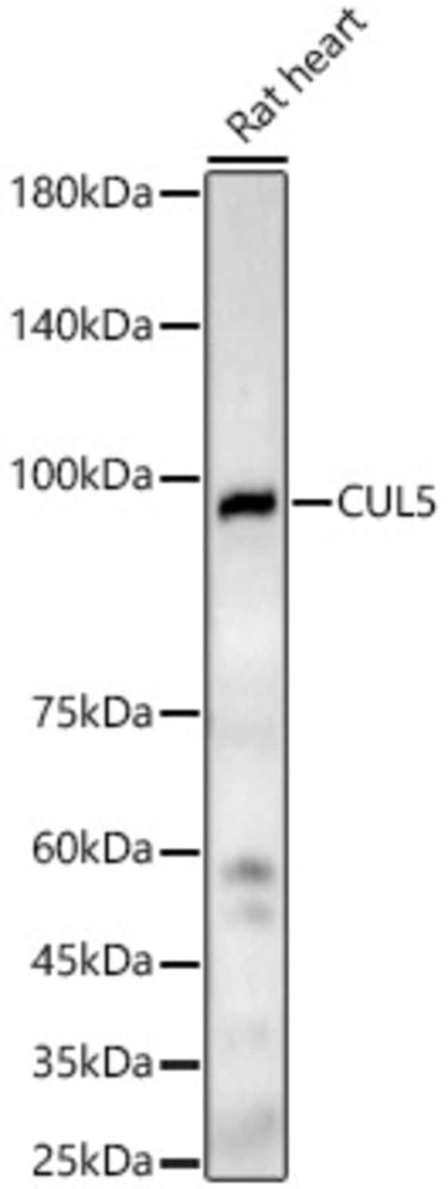 100UL CULLIN 5 ANTIBODY 100 ul