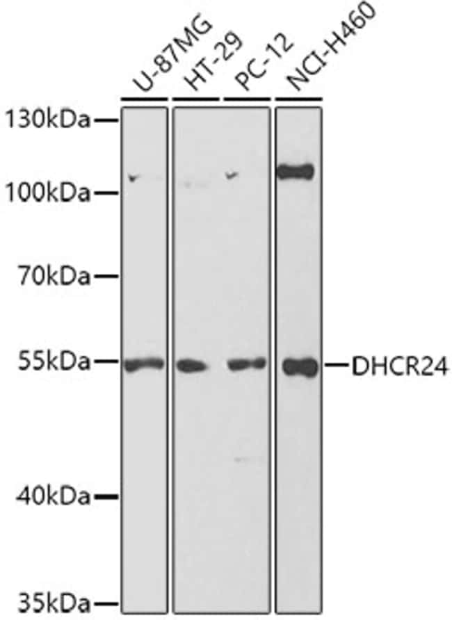 100UL DHCR24 ANTIBODY 100 ul