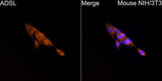 100UL ADSL ANTIBODY 100 ul