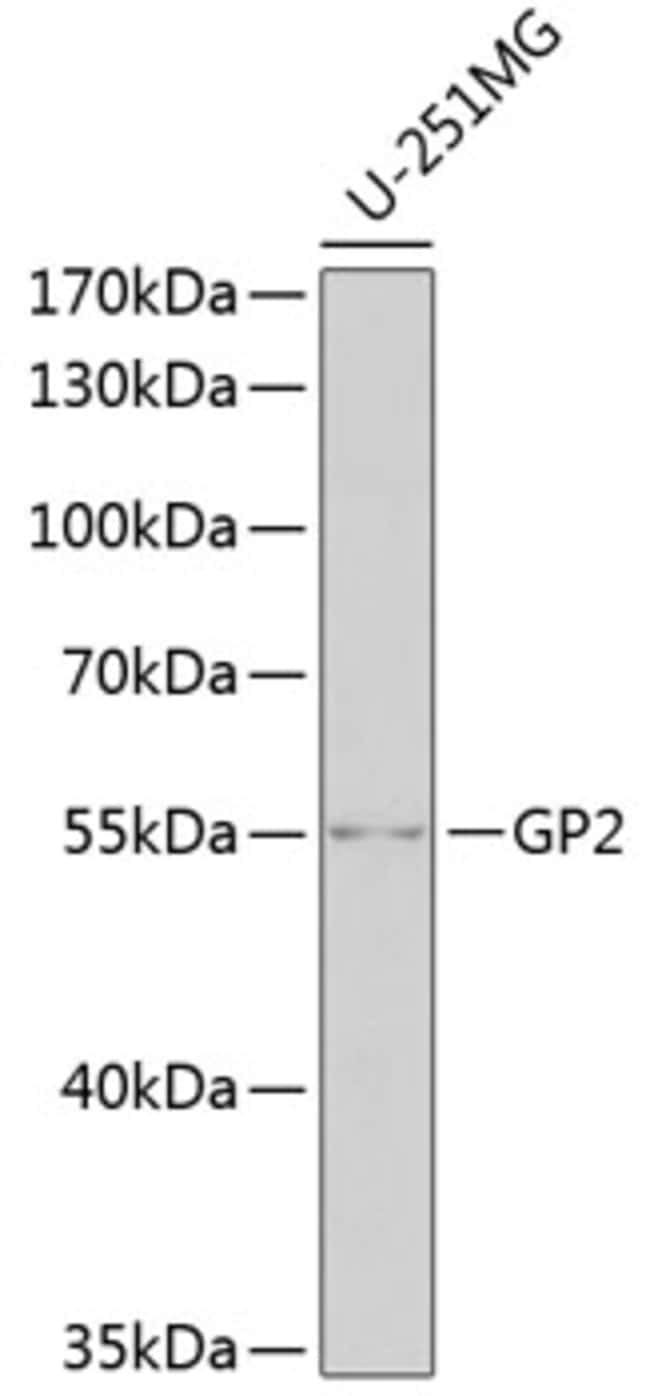 100UL GP2 ANTIBODY 100 ul