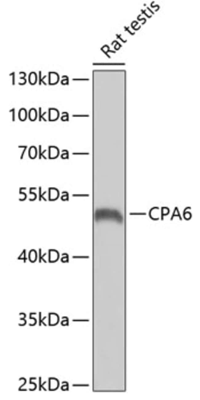 100UL CPA6 ANTIBODY 100 ul