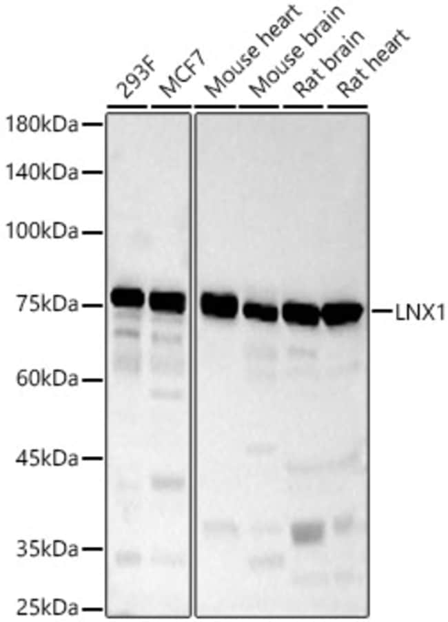 100UL LNX1 ANTIBODY 100 ul
