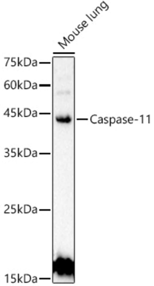 100UL CASPASE 4 ANTIBODY 100 ul