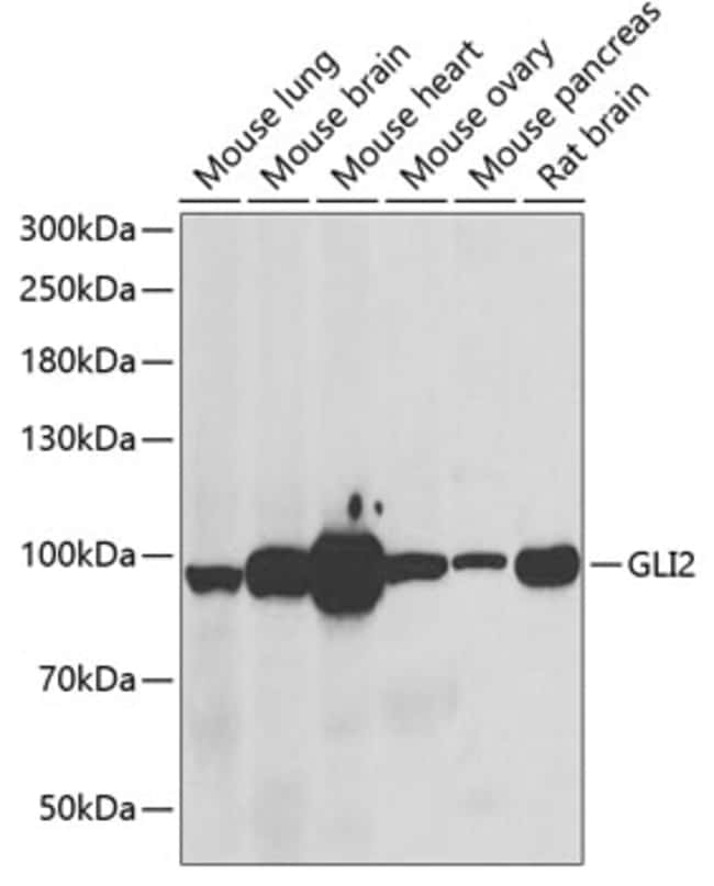 100UL GLI2 ANTIBODY 100 ul