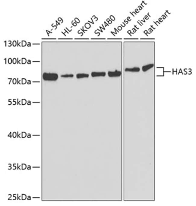 100UL HAS3 ANTIBODY 100 ul