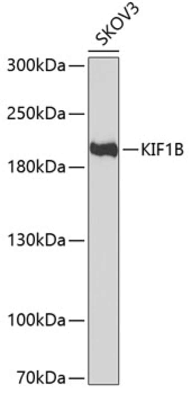 100UL KIF1B ANTIBODY 100 ul