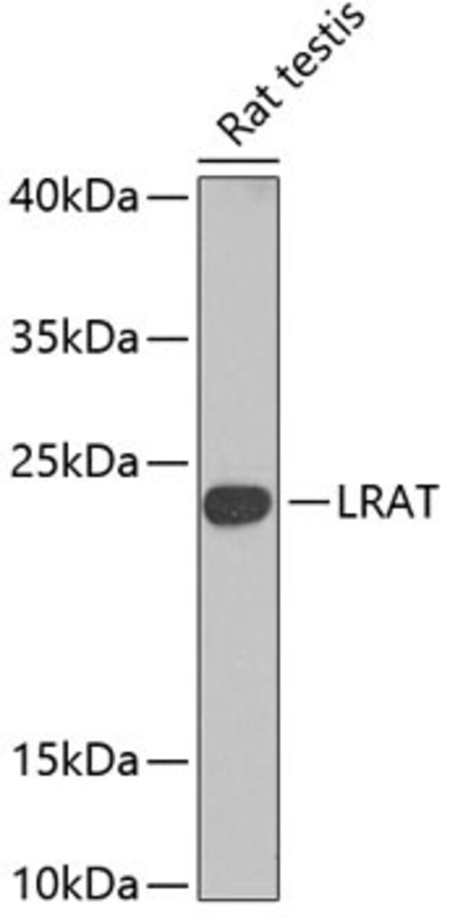 100UL LRAT ANTIBODY 100 ul