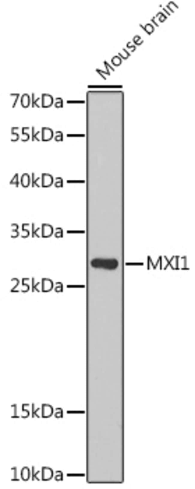 100UL MXI1 ANTIBODY 100 ul