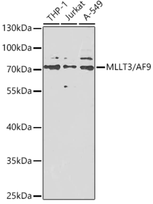 100UL AF9 ANTIBODY 100 ul