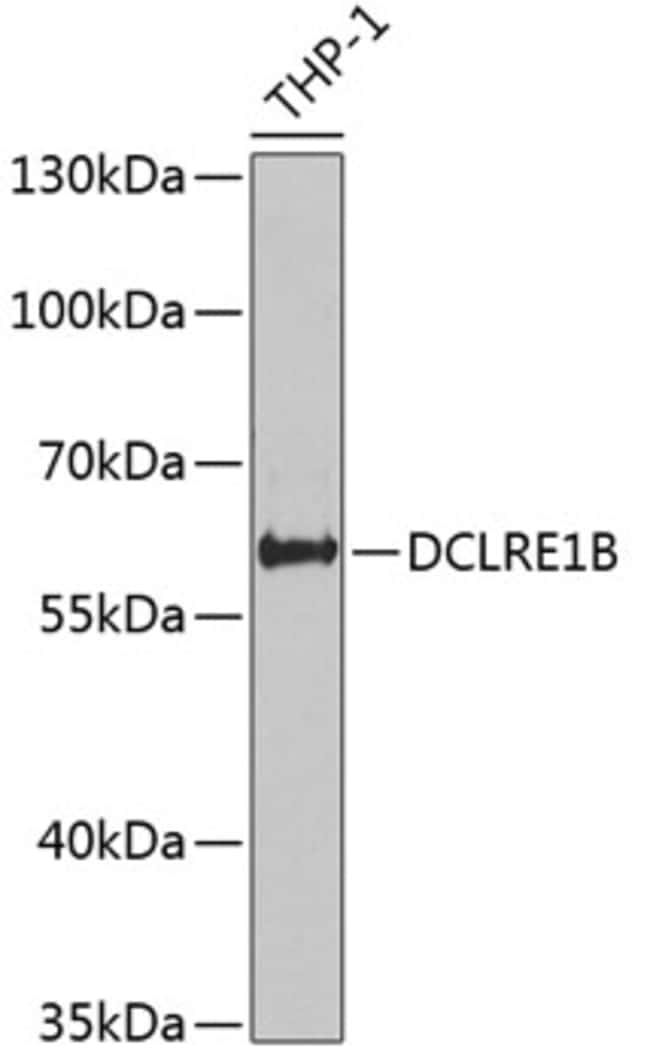 100UL DCLRE1B ANTIBODY 100 ul