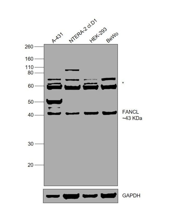 100UL FANCL ANTIBODY 100 ul