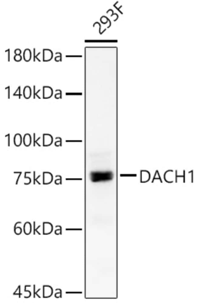 100UL DACH1 ANTIBODY 100 ul