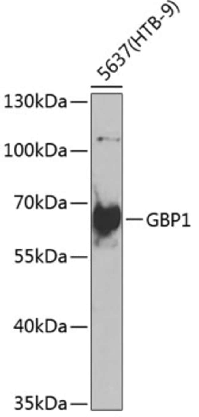 100UL GBP1 ANTIBODY 100 ul