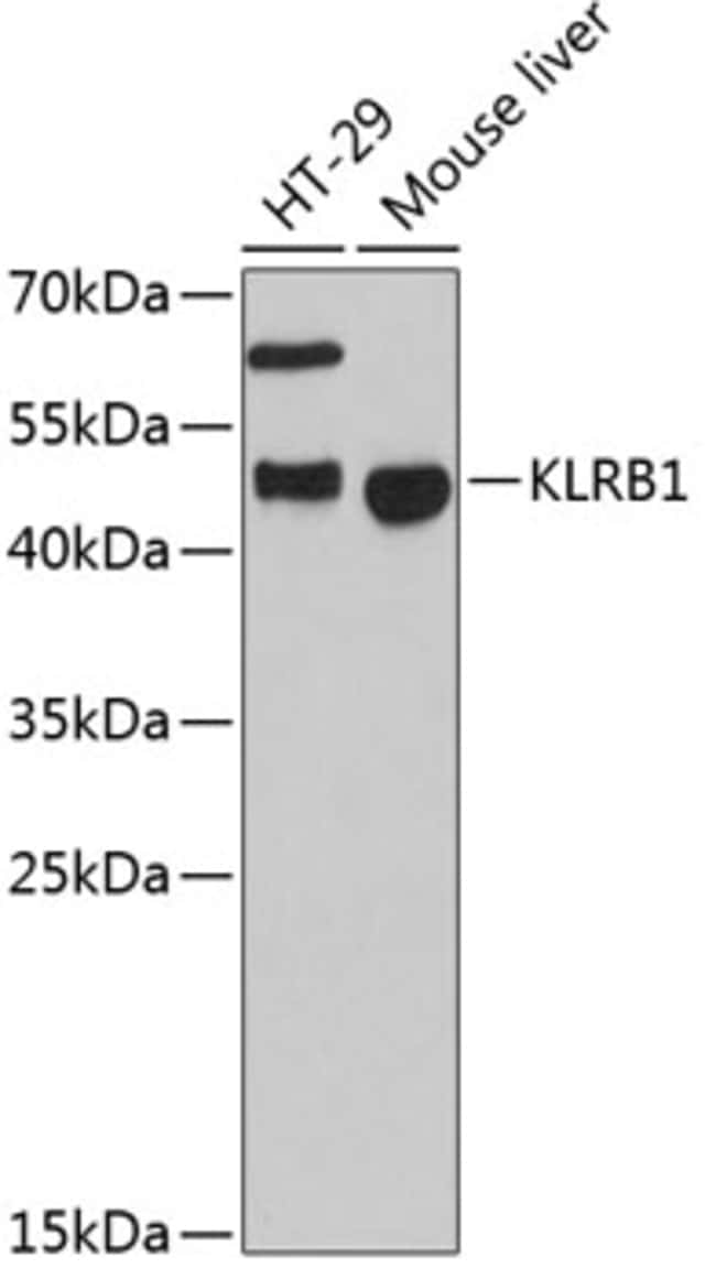 100UL KLRB1 ANTIBODY 100 ul