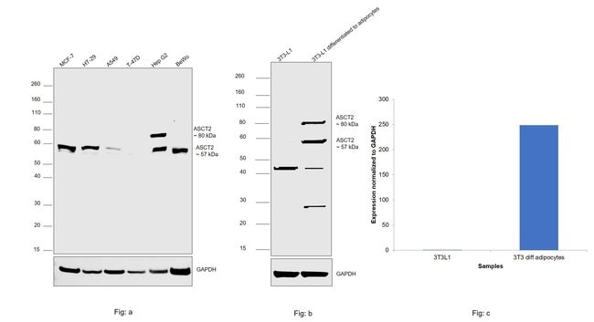 100UL ASCT2 ANTIBODY 100 ul