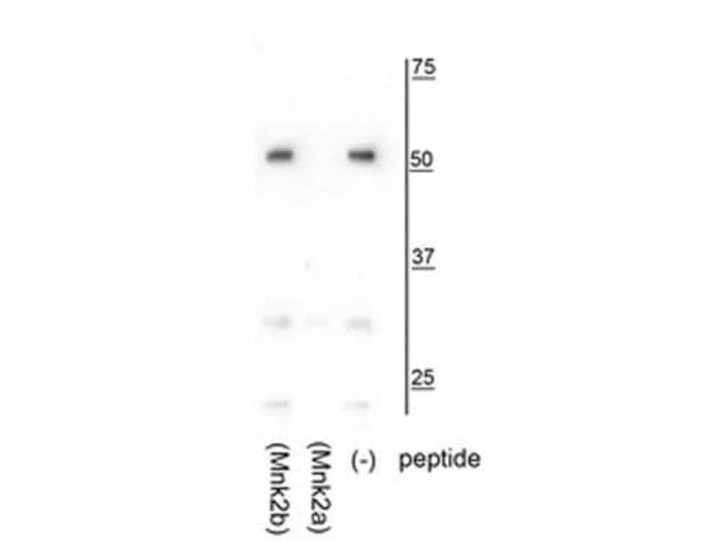 100UL MKNK2A ANTIBODY 100 ul