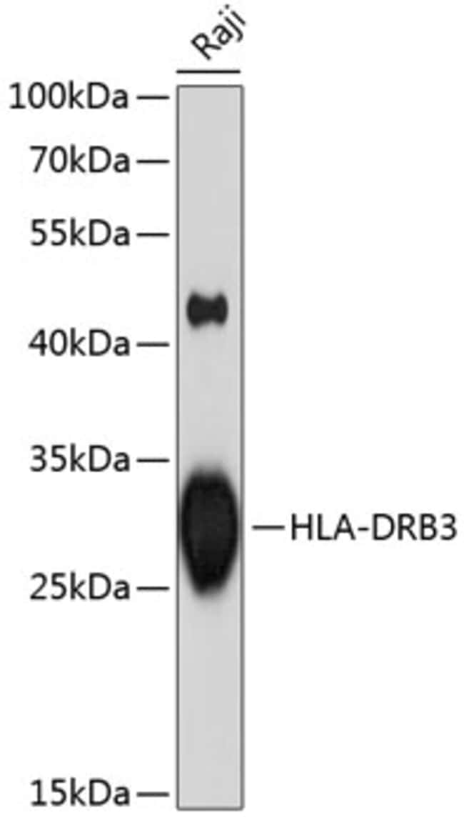 100UL HLA-DRB3 ANTIBODY 100 ul