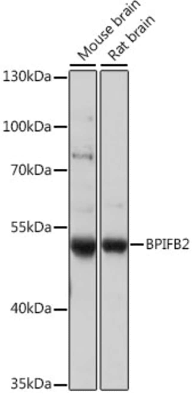 100UL BPIL1 ANTIBODY 100 ul