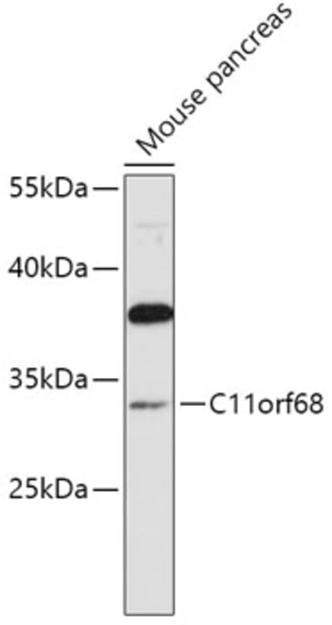 100UL CK068 ANTIBODY 100 ul