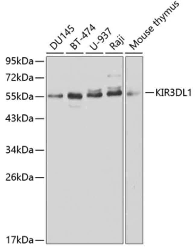 100UL KIR3DL1 ANTIBODY 100 ul