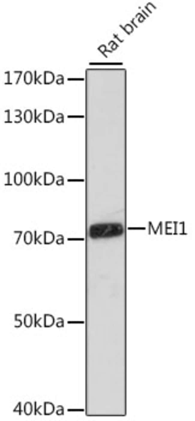 100UL MEI1 ANTIBODY 100 ul